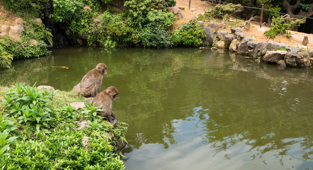 Πάρκο Μαϊμούδων Ιγουαταϊάμα (嵐山モンキーパーク (Arashiyama Monkī Pāku)) , Κιότο, Ιαπωνία, Ασία