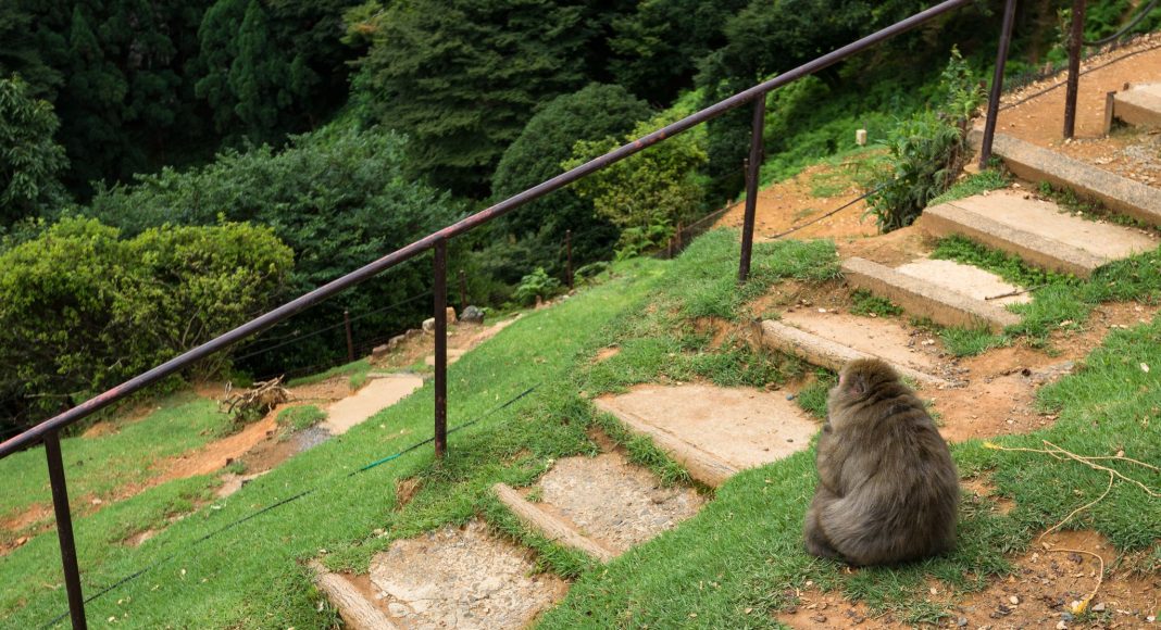 Πάρκο Μαϊμούδων Ιγουαταϊάμα (嵐山モンキーパーク (Arashiyama Monkī Pāku)) , Κιότο, Ιαπωνία, Ασία
